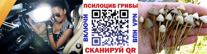Галлюциногенные грибы мицелий  закладка  Калач 